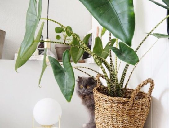 Alocasia zebrina: la planta "animal print" que marca tendencia en interiorismo