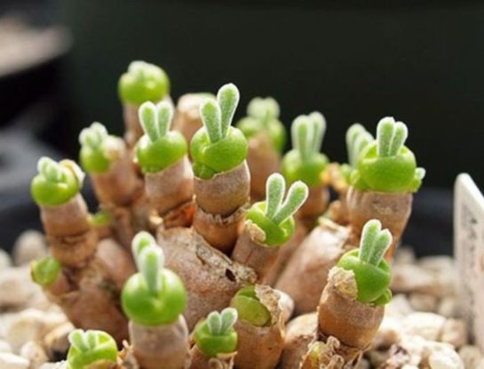 Oreja de conejo: la delicada suculenta fácil de cuidar que es tendencia en redes
