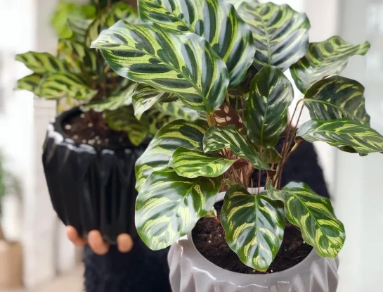 Calathea makoyana: la planta de interior fácil de cuidar que es tendencia deco
