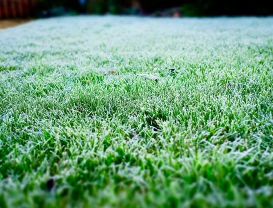 Los mejores tips para cuidar el césped en invierno