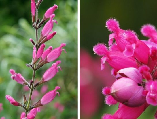 Salvia involucrata: la colorida planta de exterior que florece en invierno