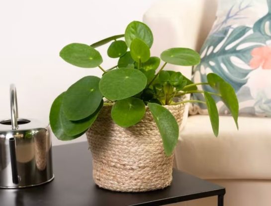 Todo que tenés que saber sobre la Pilea peperomioides, la planta china del dinero que es tendencia en interiores