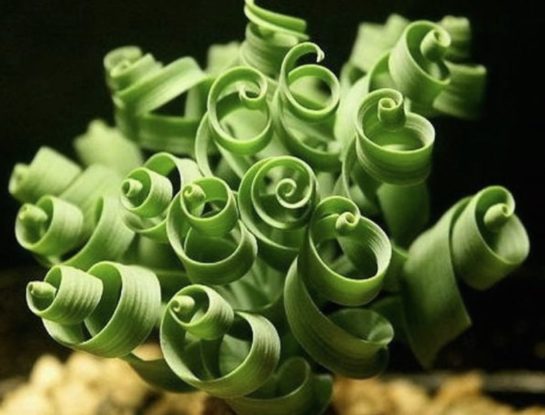 Trachyandra Tortilis: la exótica suculenta que es furor