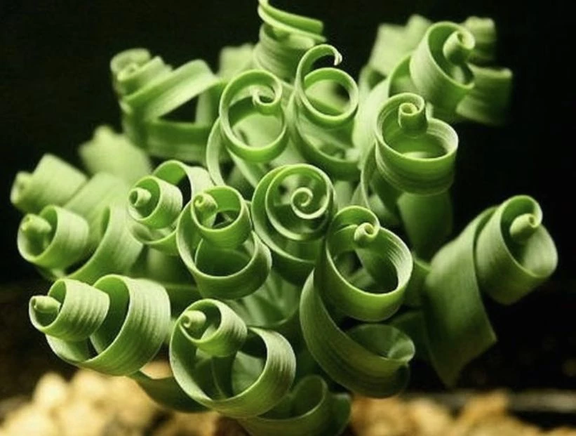 Trachyandra Tortilis