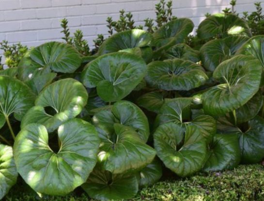 Boina de vasco: la deslumbrante planta que es un clásico para decorar exteriores