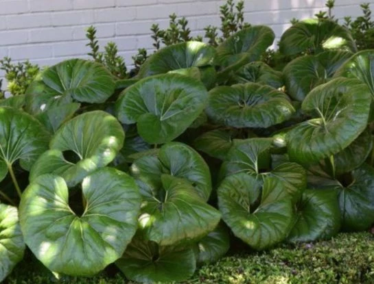 Boina de vasco: la deslumbrante planta que es un clásico para decorar exteriores