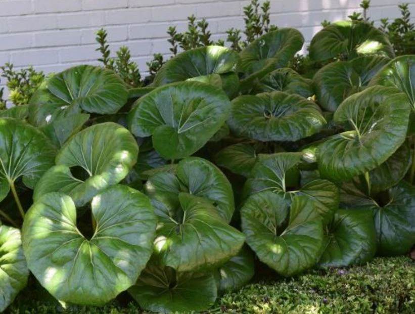 BOINA-DE-VASCO-PLANTA