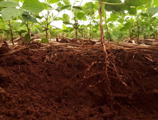 #ManualDeJardinería: todo lo que tenés que saber sobre las micorrizas, el plus para que tus plantas alcancen su máximo potencial