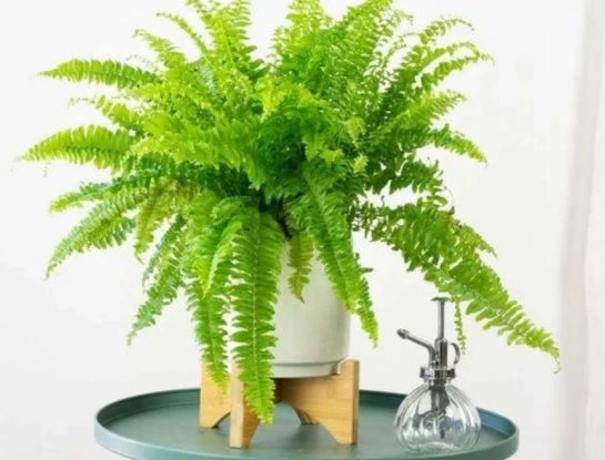Feng Shui: cómo cuidar los helechos, las plantas que atraen la buena suerte y la fortuna