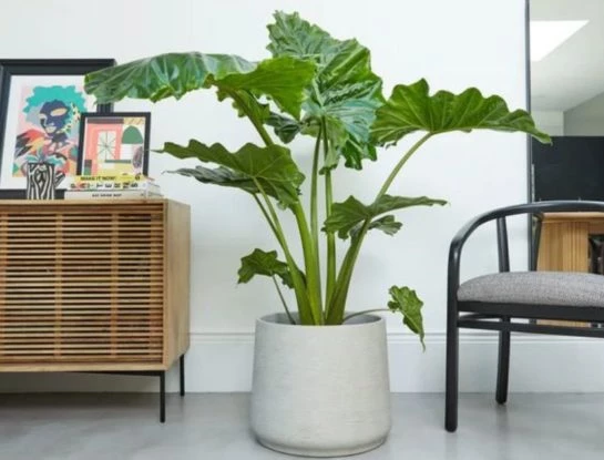 Alocasia: la planta favorita para decorar los interiores en verano