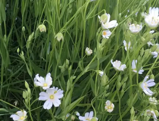 #ManualDeJardinería: todo lo que tenés que saber sobre las plantas bioindicadoras, la herramienta natural para conocer el estado del suelo