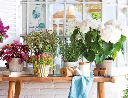 Cómo usar bicarbonato para controlar las plagas de las plantas