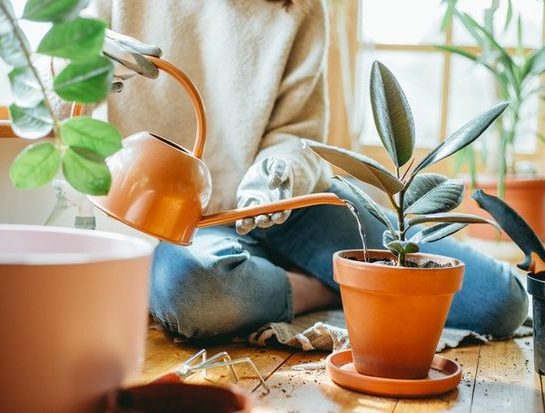 Jardinería: 4 métodos diferentes para regar tus plantas