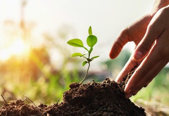 Qué son los biofertilizantes y por qué son tendencia en botánica