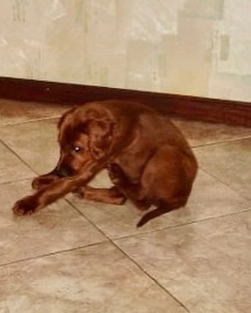 ANGEL DE BRITO CON CHESTER