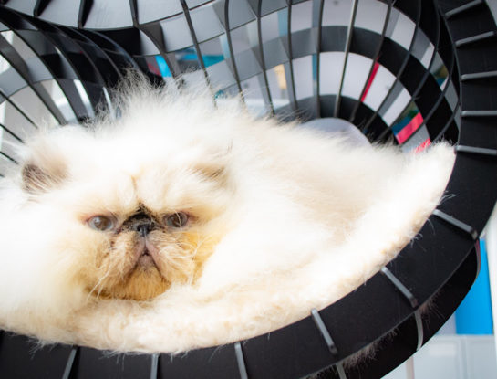 Día Internacional del Gato: por qué es el único animal que tiene 3 fechas por año en su homenaje