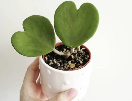 Suculenta corazón: la planta de moda que no puede faltar en tu casa