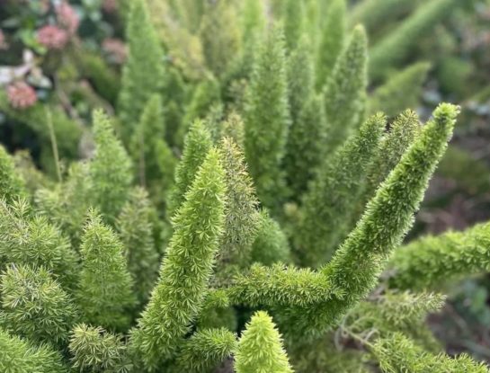 Helecho cola de zorro: la llamativa planta que crece a la sombra y es fácil de cuidar