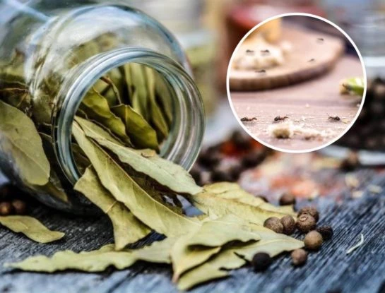7 remedios naturales para prevenir la aparición de hormigas en la casa