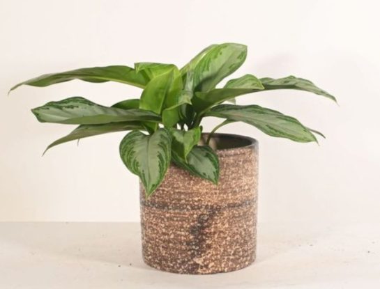 Aglaonema silver bay: la planta de interior fácil de cuidar que está de moda para decorar