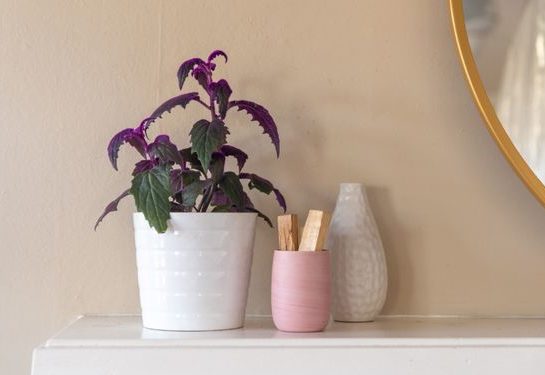 Gynura o planta de terciopelo: la especie ideal para tener en el cuarto