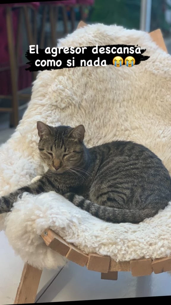 Miriam Lanzoni mostró el gato que la atacó.