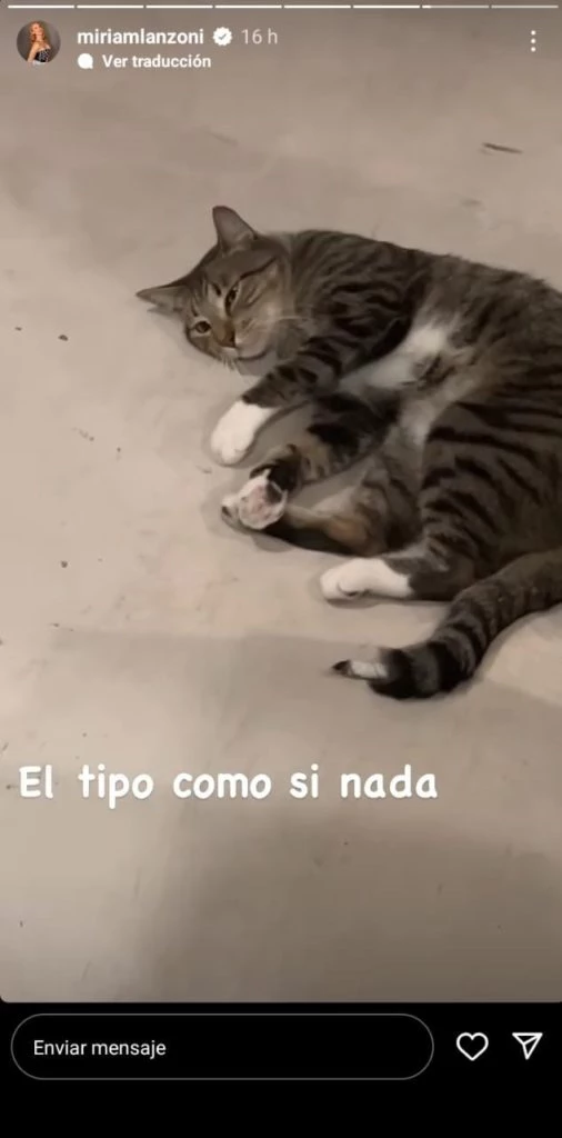 Miriam Lanzoni mostró el gato que la atacó.