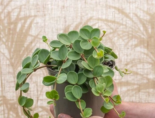Peperomia 'Hope': la delicada planta de interior que es tendencia para decorar la casa