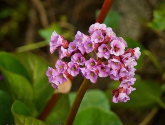 Hortensia de invierno: la delicada planta que florece en esta época del año