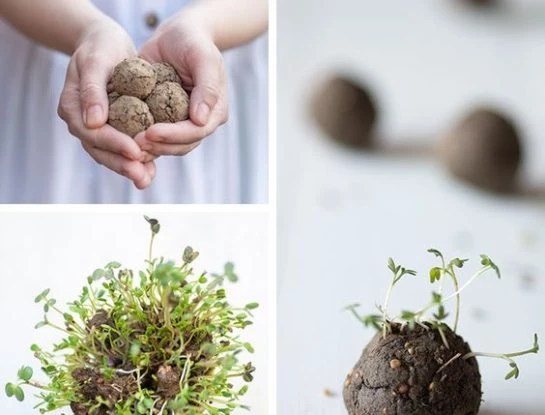 #ManualDeJardinería: cómo hacer una bomba de semillas para sembrar con los más chicos