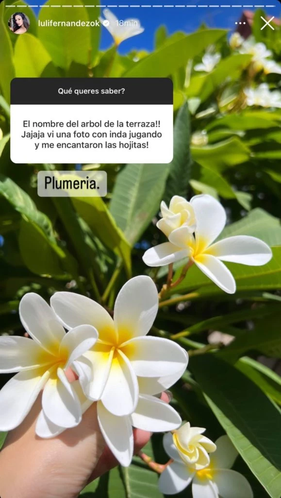 La terraza de Luli Fernández.