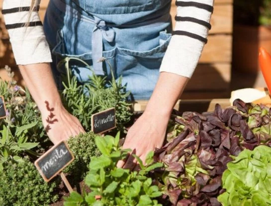 #ManualDeJardinería: qué sembrar en septiembre y cómo cuidar la huerta
