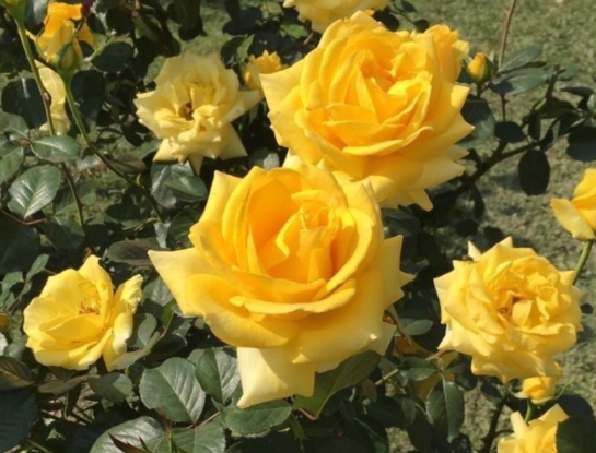 Por qué este 21 de septiembre son tendencia las flores amarillas