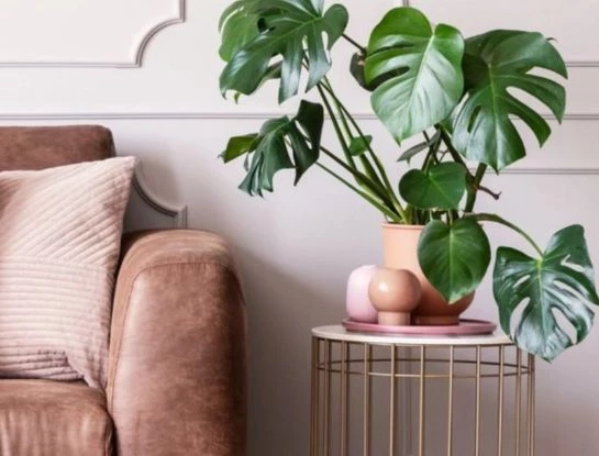 Monstera: el truco infalible para que crezca más rápido y tenga más hojas
