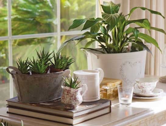 Feng Shui: este el espacio perfecto para colocar las plantas que atraen dinero