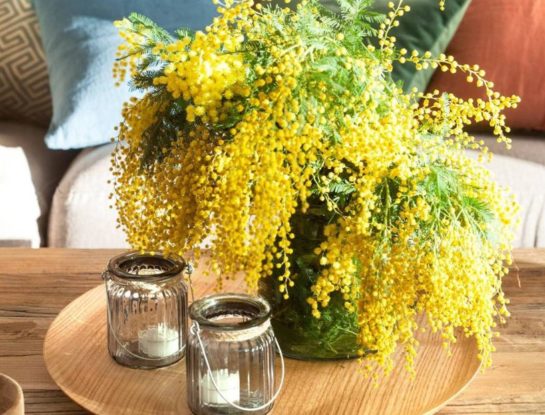 Mimosa: así es la planta perfumada favorita de decoradores e influencers