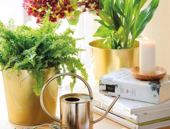 Plantas de interior: cómo hacer un fertilizante casero con 2 ingredientes que seguro tenés en casa