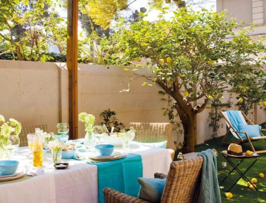 Paso a paso: cómo plantar un limonero en casa