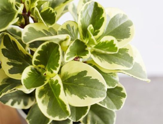 Peperomia variegada: la planta clásica que volvió a ser tendencia deco