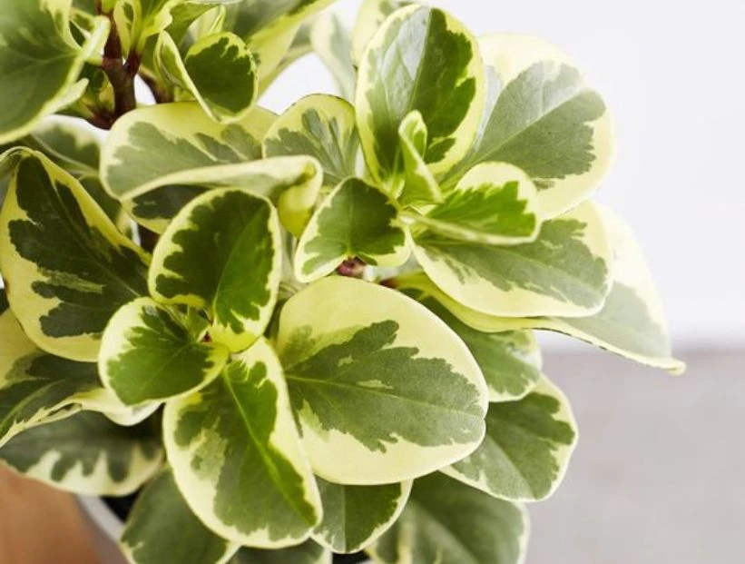 PEPEROMIA-VARIEGADA-2