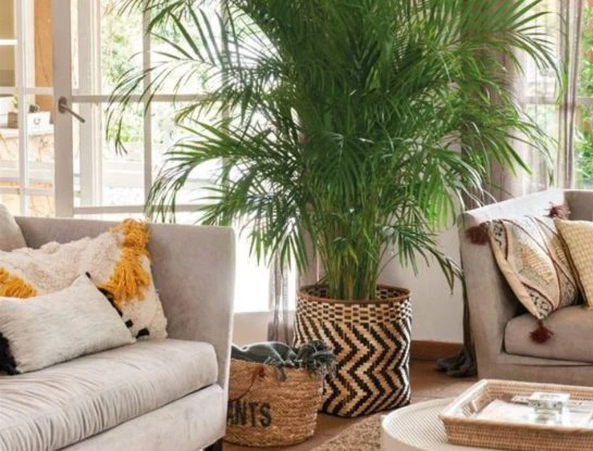4 palmeras de interior, fáciles de cuidar y perfectas para darle un efecto tropical a tu casa
