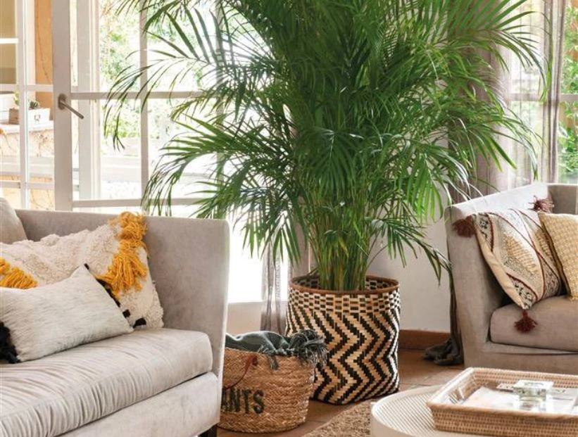 PALMERAS DE INTERIOR