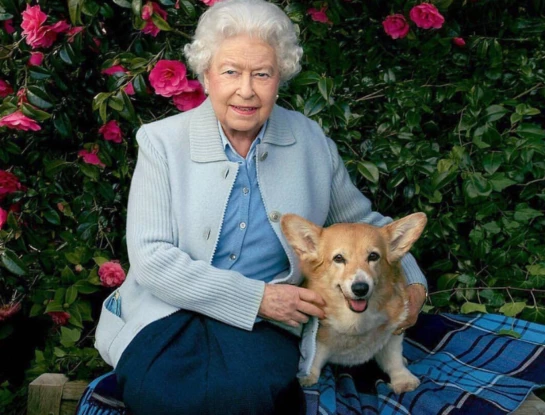 Se supo quién se hará cargo de los perros de la reina Isabel II