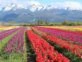 Campo de tulipanes en el sur argentino. Foto Pinterest.