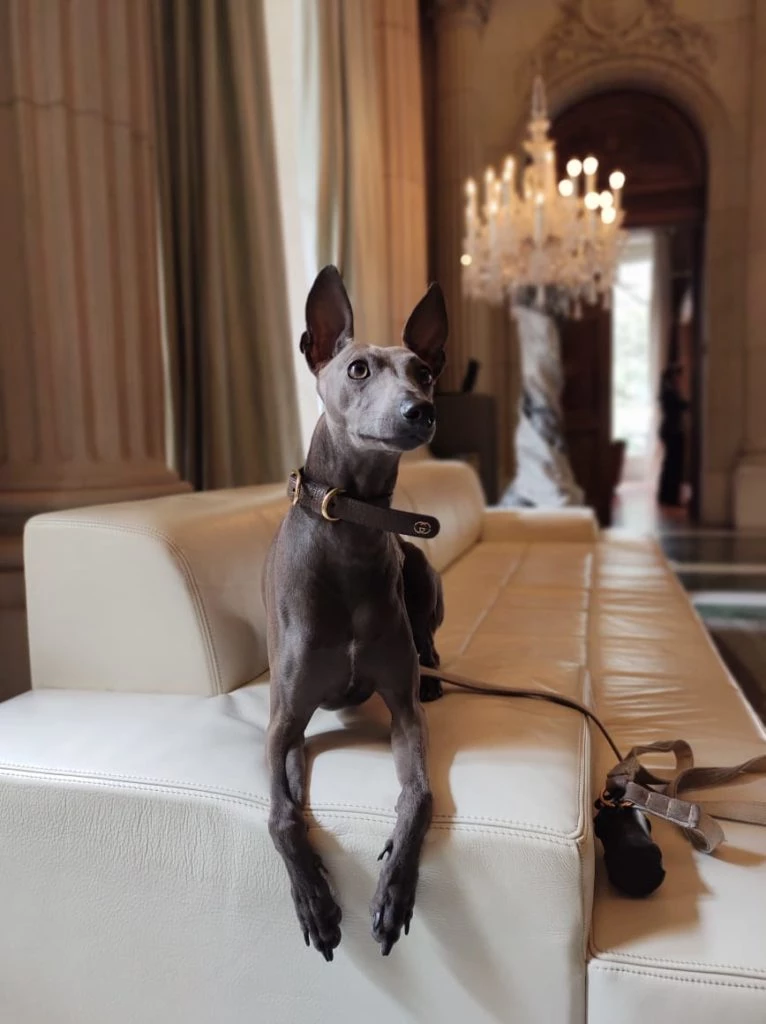 Hannibal, mascota de Fabián Medina Flores