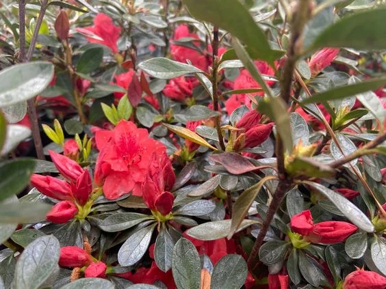 Temporada de azaleas: la delicada planta japonesa que atrae la buena suerte  y decora tu casa – Revista Para Ti