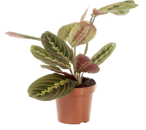 Maranta leuconeura fascinator