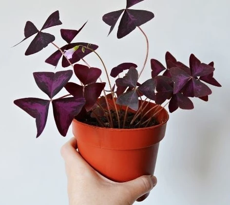 Oxalis triangularis purpurea