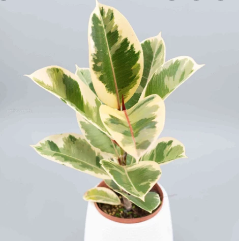Ficus elastica tineke
