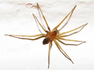 Cómo evitar los insectos venenosos domésticos: una beba murió tras ser picada por una araña